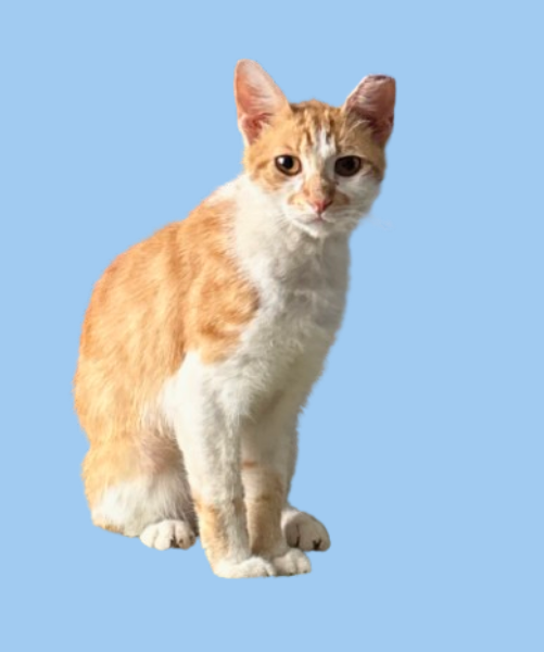 Photo of Mimosa